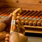 VEGAFINA - Nicaragua Robusto πούρο, δύο χέρια που φτιάχνουν ένα πούρο